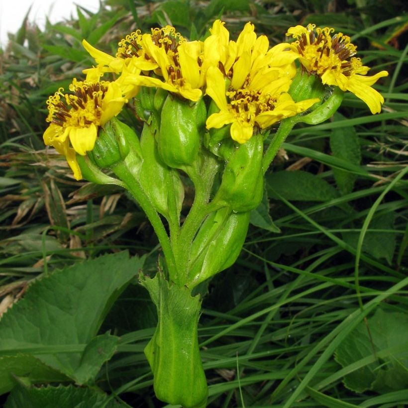 Ligularia hodgsonii (Floración)