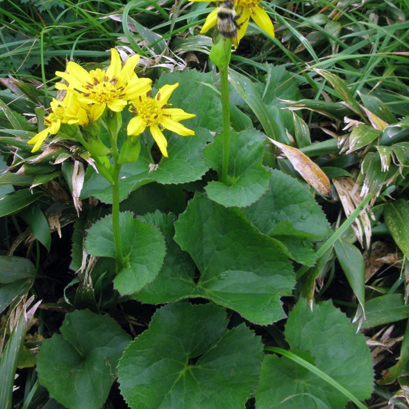 Ligularia hodgsonii (Porte)