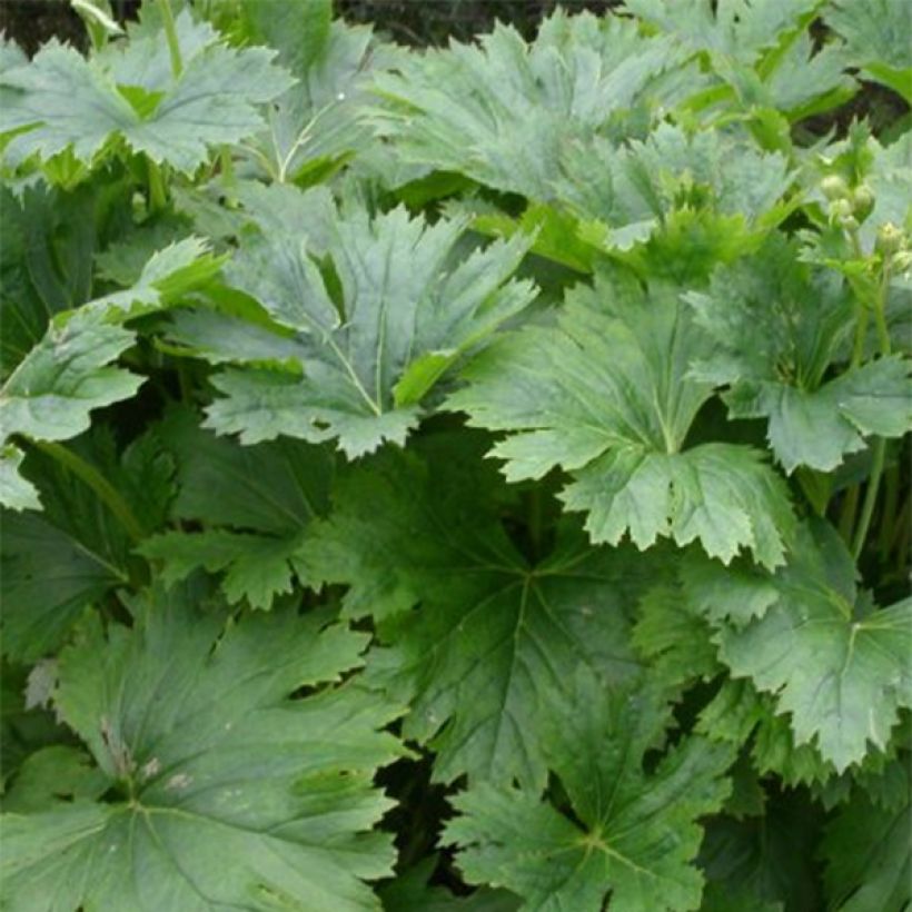 Ligularia palmatiloba (Follaje)