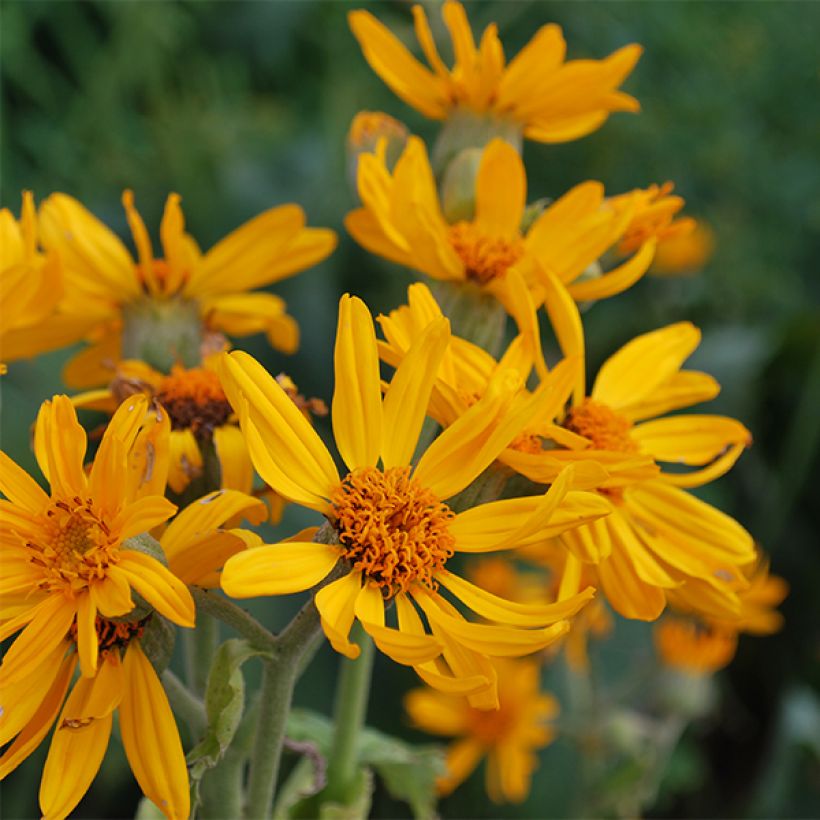 Ligularia palmatiloba (Floración)