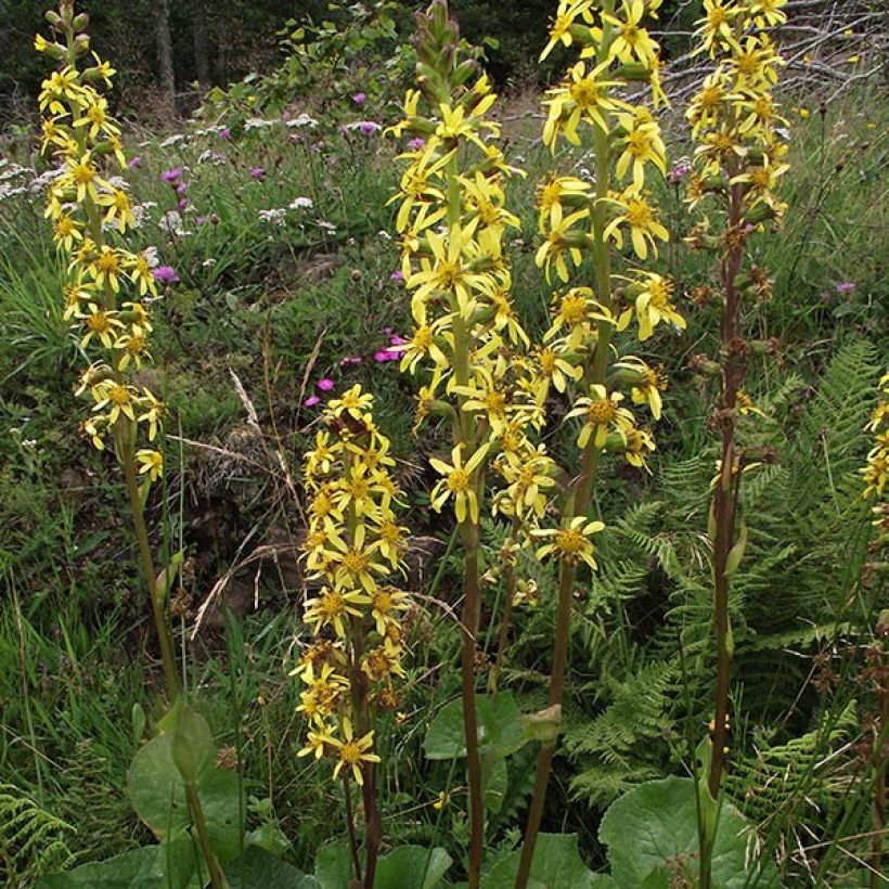 Ligularia sibirica (Floración)