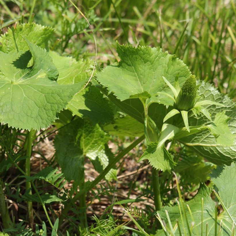 Ligularia stenocephala (Follaje)