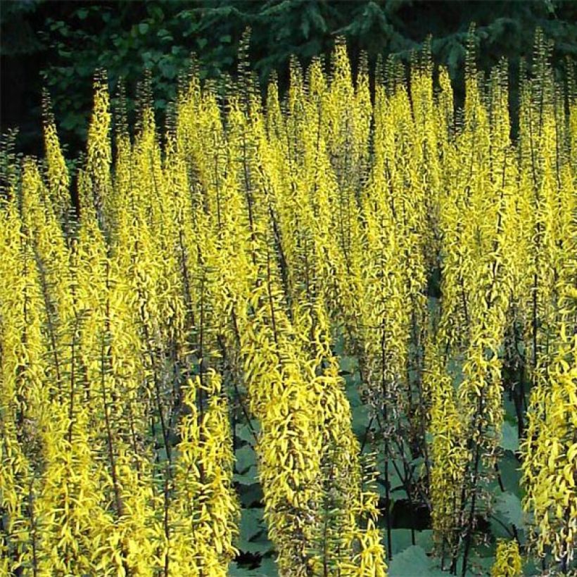 Ligularia stenocephala (Floración)