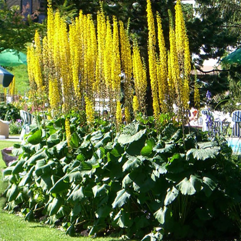 Ligularia stenocephala The Rocket (Porte)