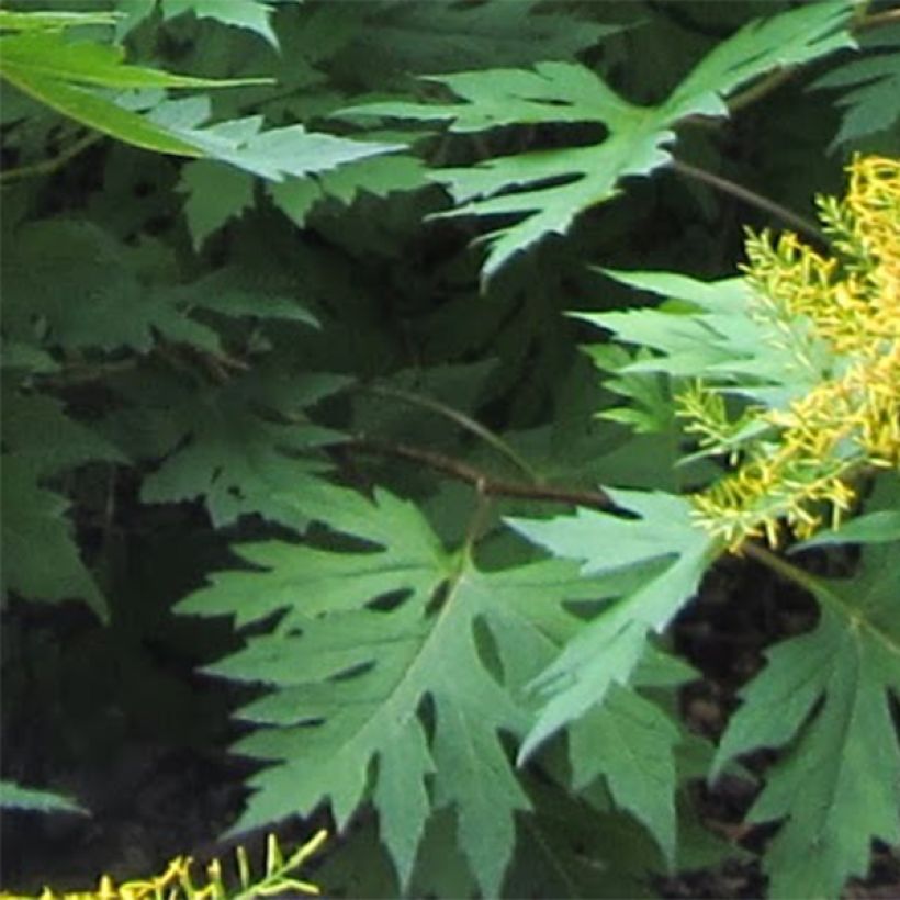 Ligularia tangutica (Follaje)