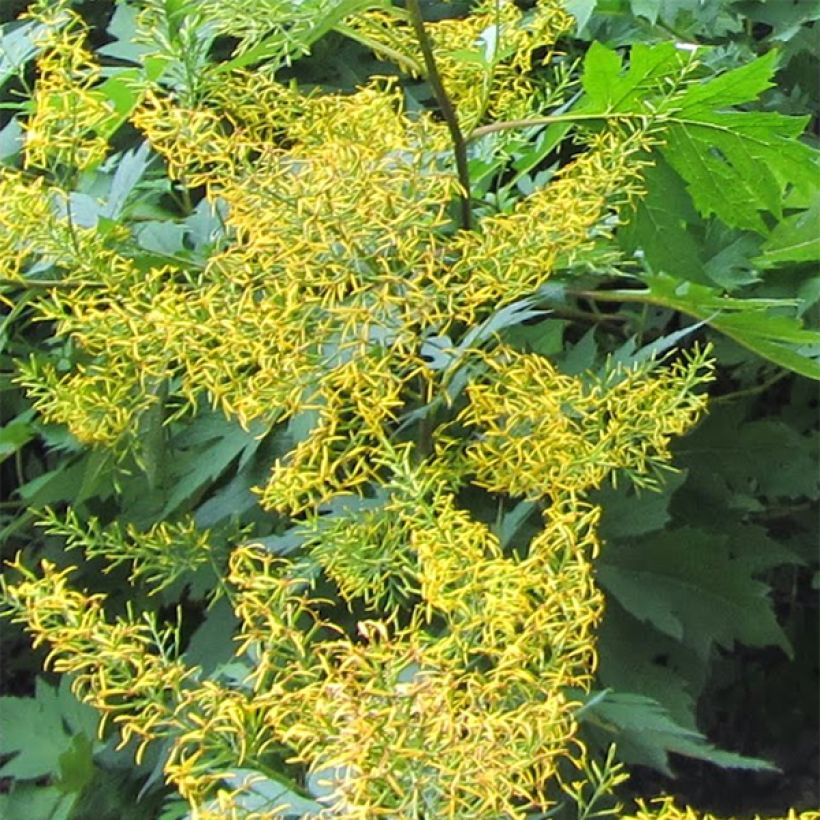 Ligularia tangutica (Floración)