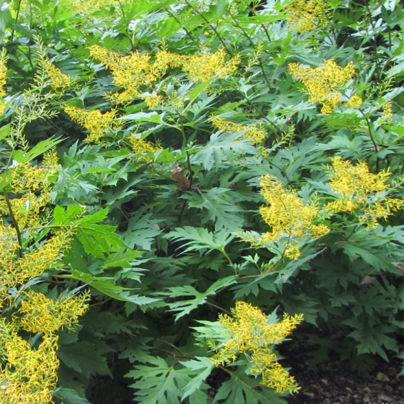 Ligularia tangutica (Porte)