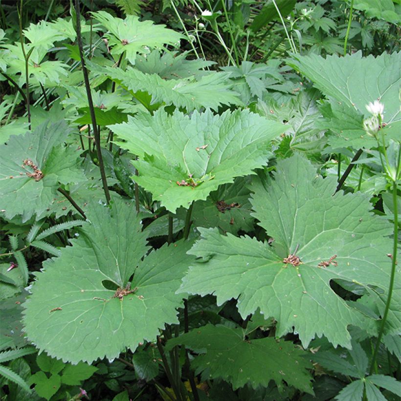 Ligularia veitchiana (Follaje)