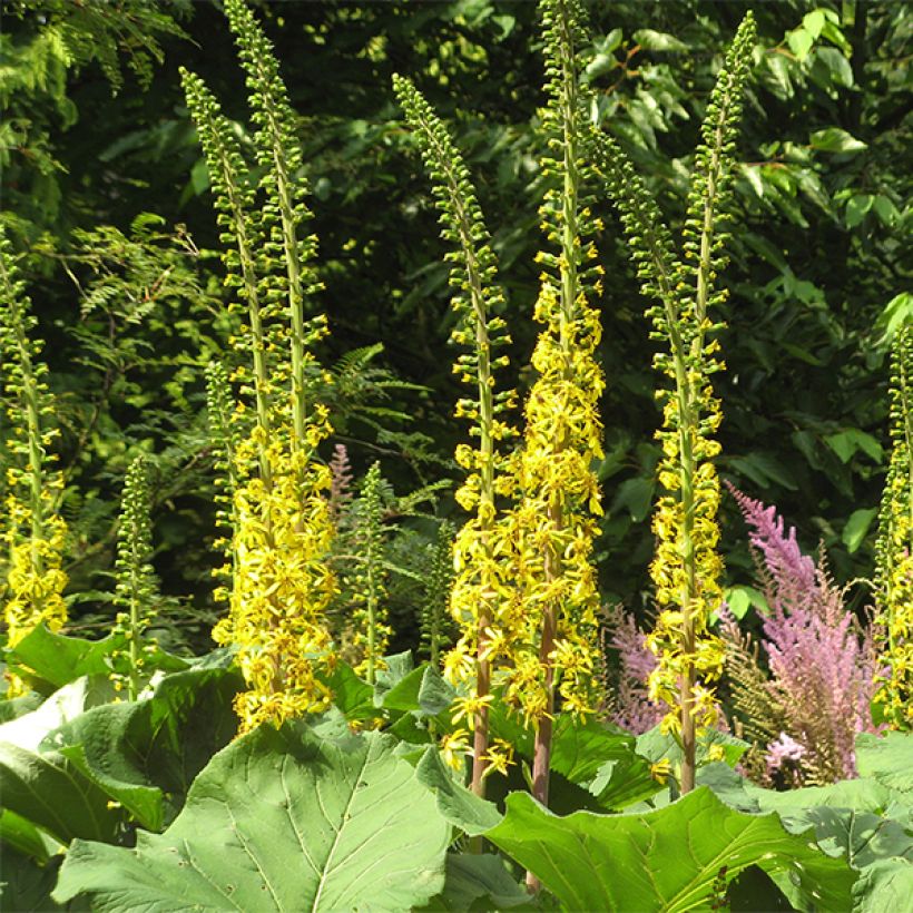 Ligularia veitchiana (Floración)