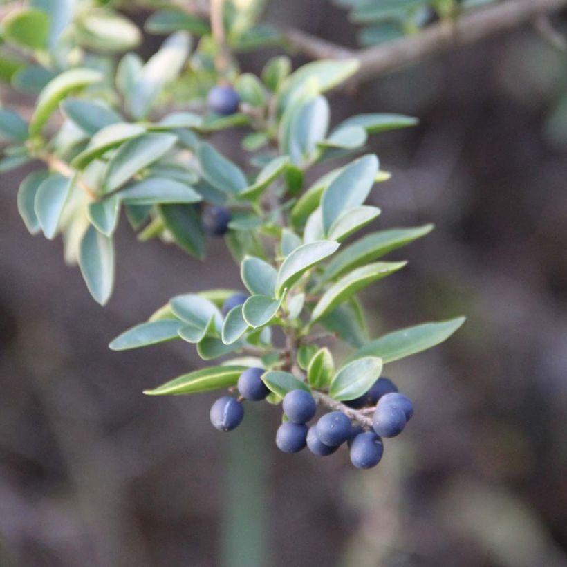 Ligustrum delavayanum - Aligustre jonandro (Follaje)