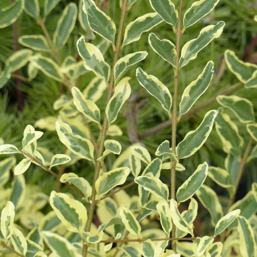 Ligustrum ibota Musli - Aligustre (Follaje)