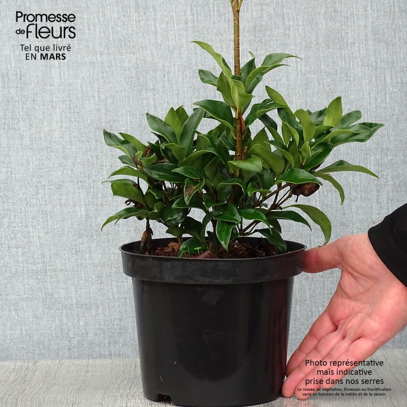 Ligustrum japonicum Green Century - Troène du Japon Pot de 2L/3L Ejemplar entregado en invierno