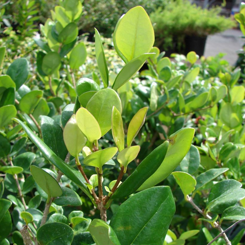 Aligustre del Japón Texanum - Ligustrum japonicum (Follaje)