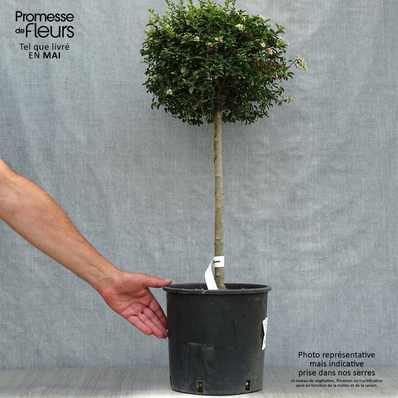 Ligustrum jonandrum (ionandrum) - Troène du Yunnan 1/4 tige Boule pot 14L Ejemplar entregado en la primavera