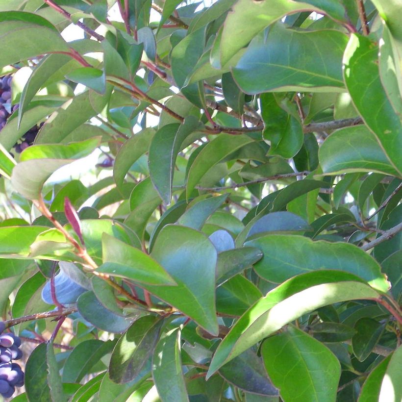 Ligustrum lucidum - Aligustre de China (Follaje)