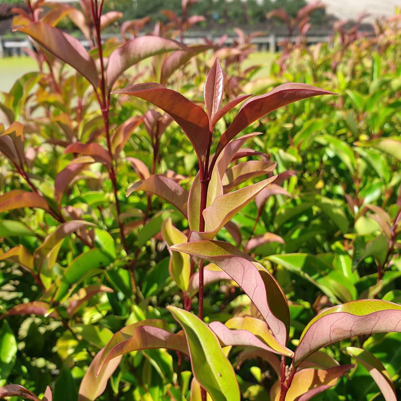 Ligustrum lucidum Green Screen - Aligustre de China (Follaje)