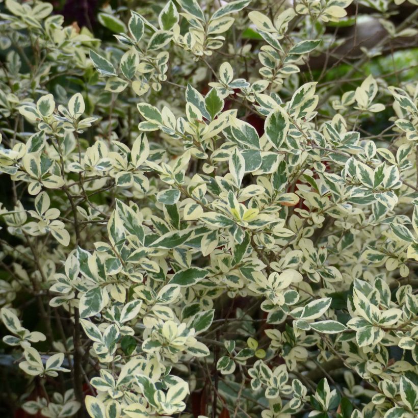 Ligustrum ovalifolium Argenteum - Aligustre de California (Follaje)