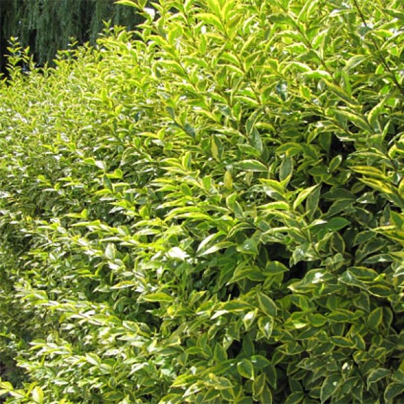 Ligustrum ovalifolium Aureum - Aligustre de California (Follaje)