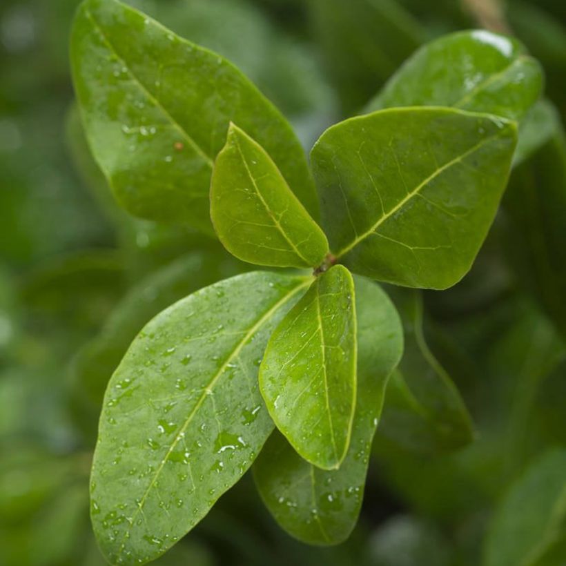 Ligustrum ovalifolium Green Diamond - Aligustre de California (Follaje)