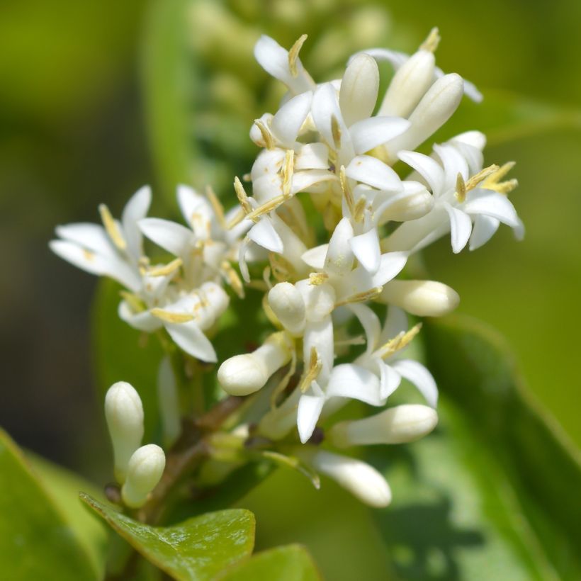 Ligustrum ovalifolium Green Diamond - Aligustre de California (Floración)