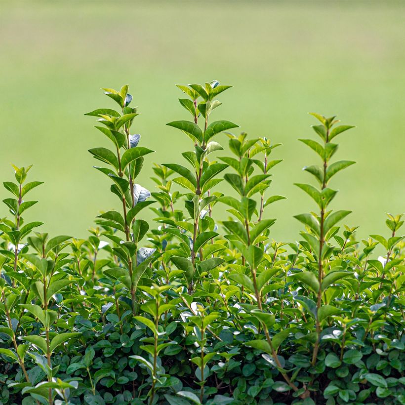 Ligustrum ovalifolium Green Diamond - Aligustre de California (Porte)