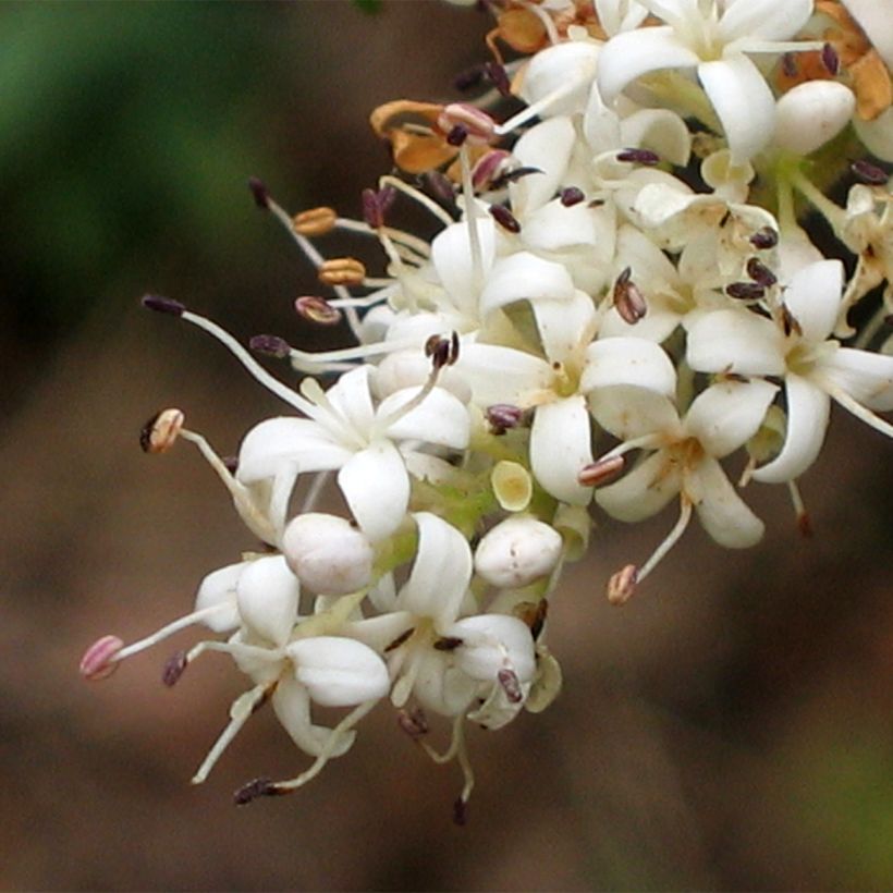 Ligustrina Eugene Clive - Ligustrum sinense (Floración)