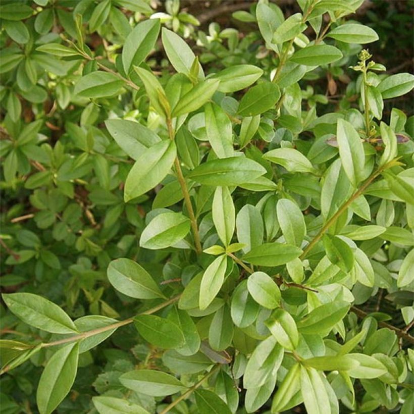 Ligustrum vulgare Atrovirens - Aligustre común (Follaje)