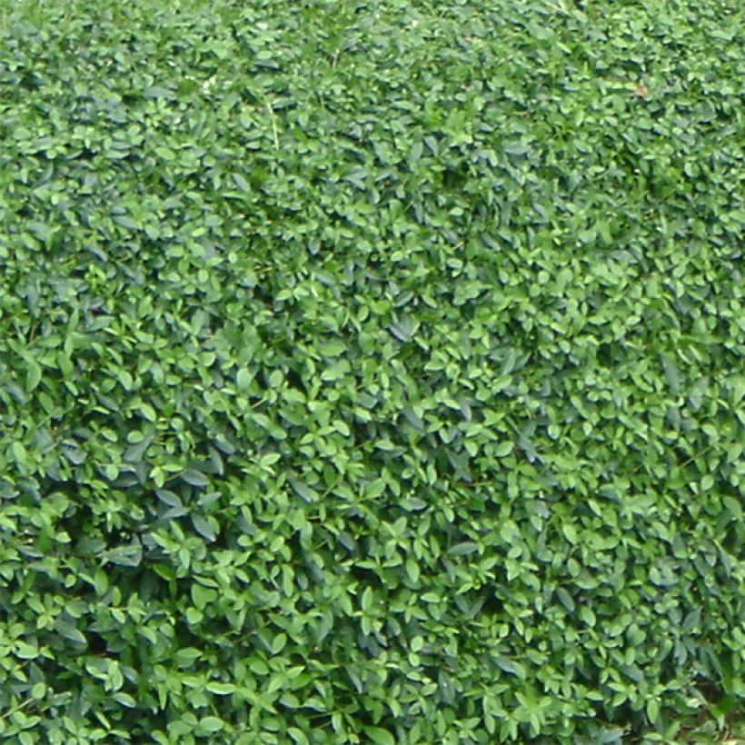 Ligustrum vulgare Lodense - Aligustre común (Follaje)