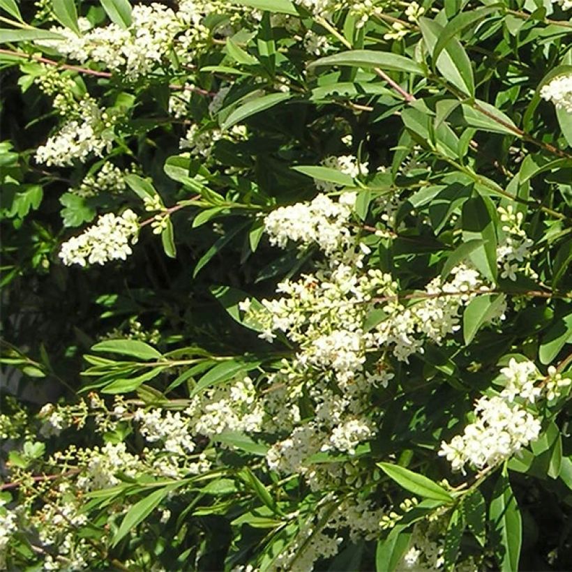 Ligustrum vulgare Lodense - Aligustre común (Floración)