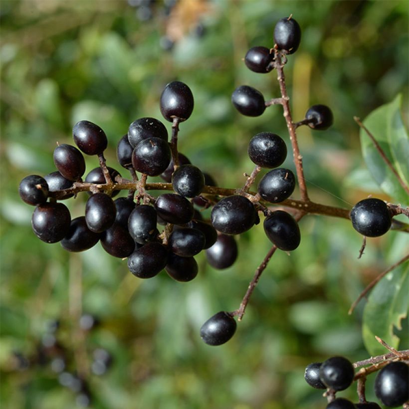 Ligustrum vulgare Lodense - Aligustre común (Cosecha)