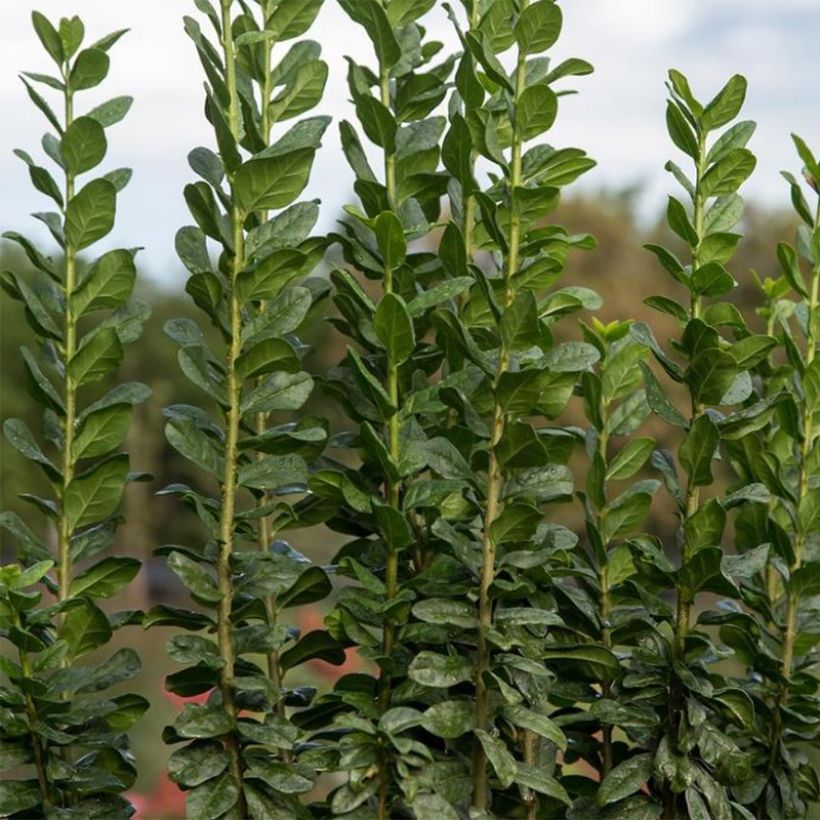 Ligustrum vulgare Straight Talk - Aligustre común (Follaje)