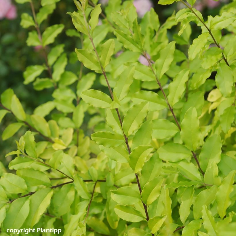 Aligustre Sunshine - Ligustrum sinense (Follaje)