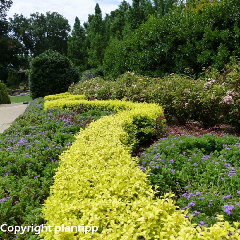 Aligustre Sunshine - Ligustrum sinense (Porte)