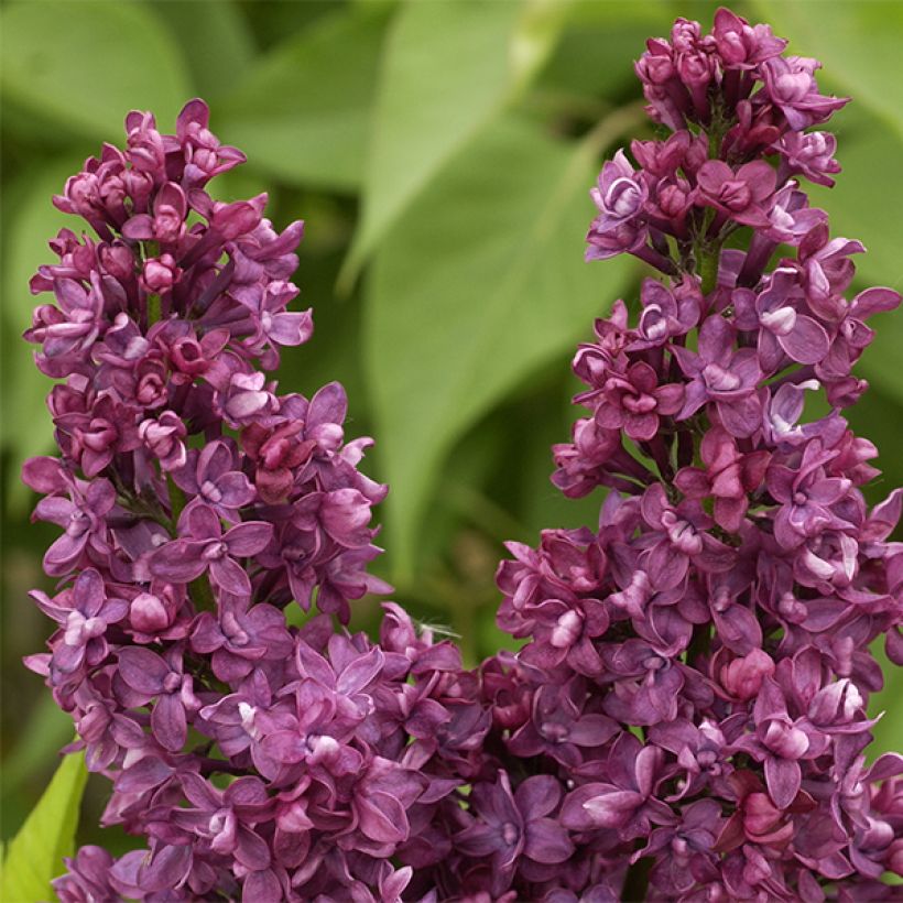 Lila Charles Joly - Syringa vulgaris (Floración)