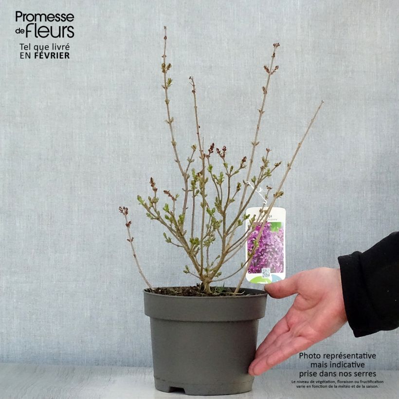 Lilas - Syringa chinensis Saugeana Pot de 2L/3L Ejemplar entregado en invierno