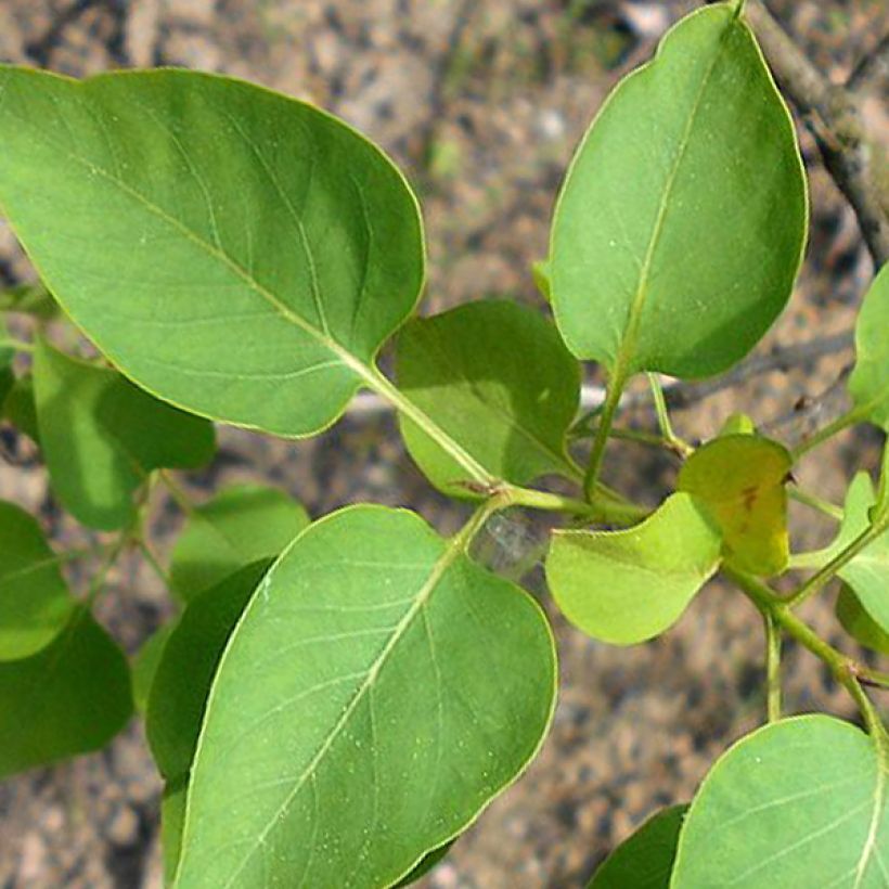 Lila Konchalovskii - Syringa vulgaris (Follaje)