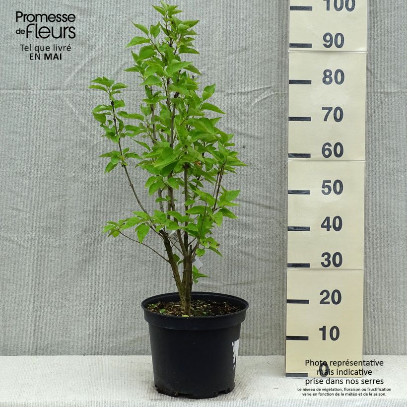 Lila Konchalovskii - Syringa vulgaris Maceta 7,5L/10LAltura de entrega aprox. 70/80cm Ejemplar entregado en la primavera