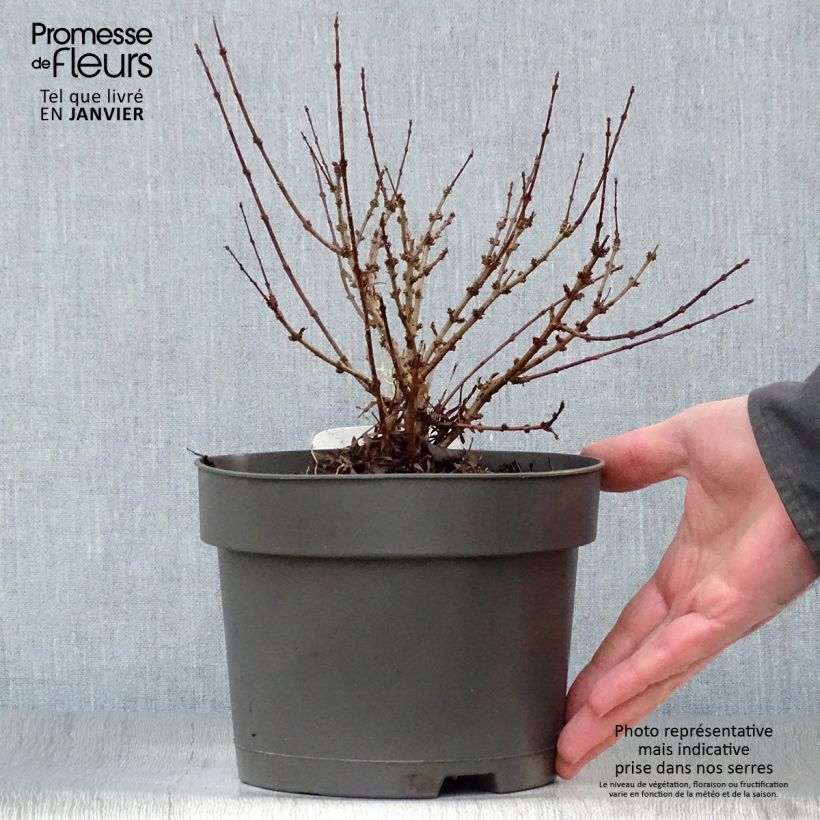 Lilas de Perse - Syringa persica Laciniata Pot de 3L/4L Ejemplar entregado en invierno