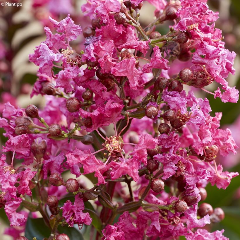 Árbol de Júpiter Berry Dazzle - Lagerstroemia indica (Floración)