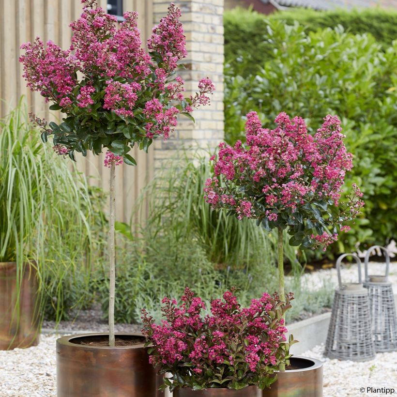 Árbol de Júpiter Berry Dazzle - Lagerstroemia indica (Porte)