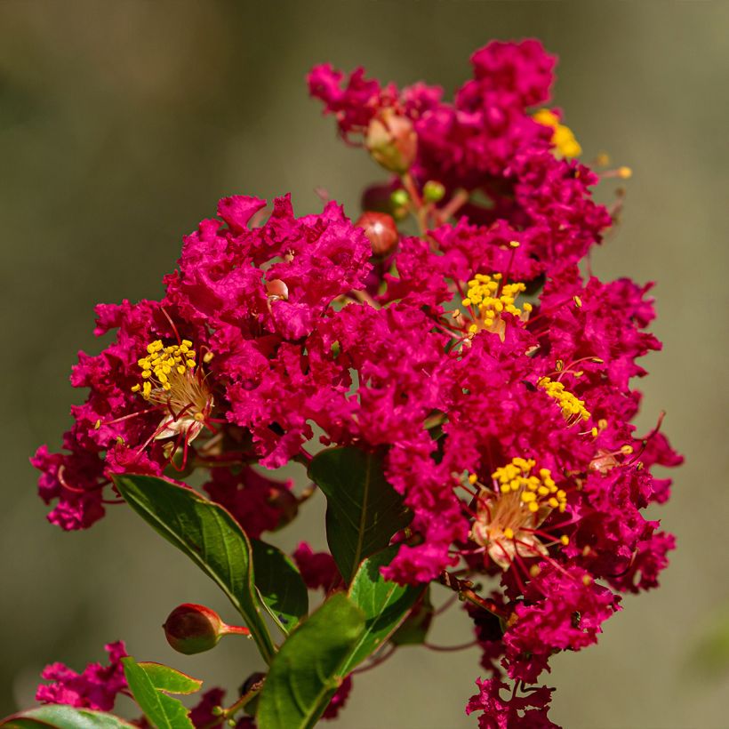 Árbol de Júpiter Caroline Beauty - Lagerstroemia indica (Floración)