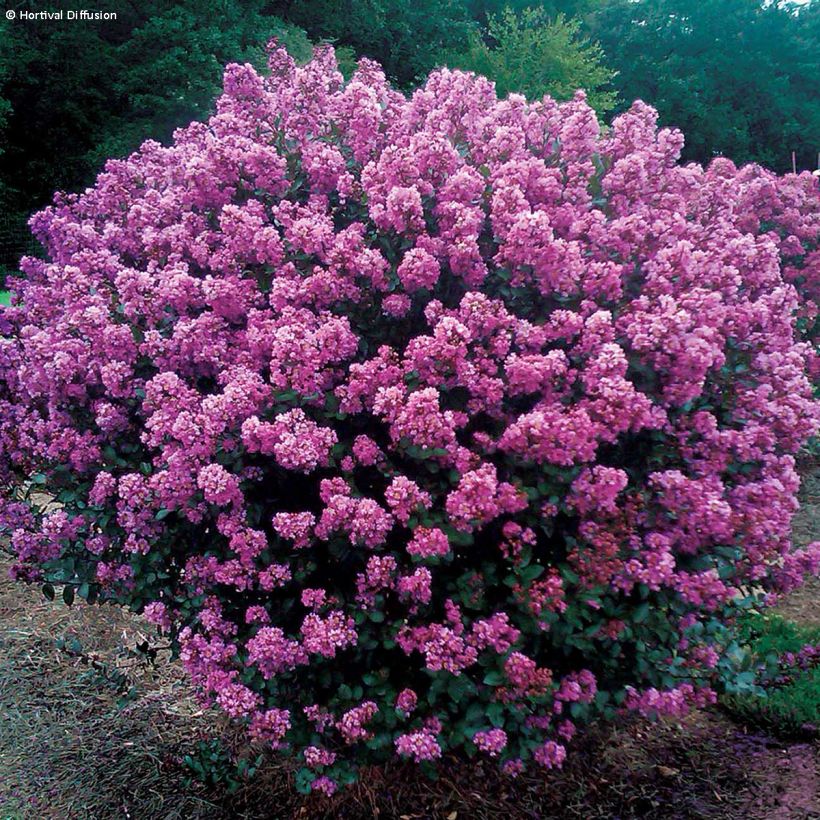 Árbol de Júpiter Enduring Lavender - Lagerstroemia indica (Porte)