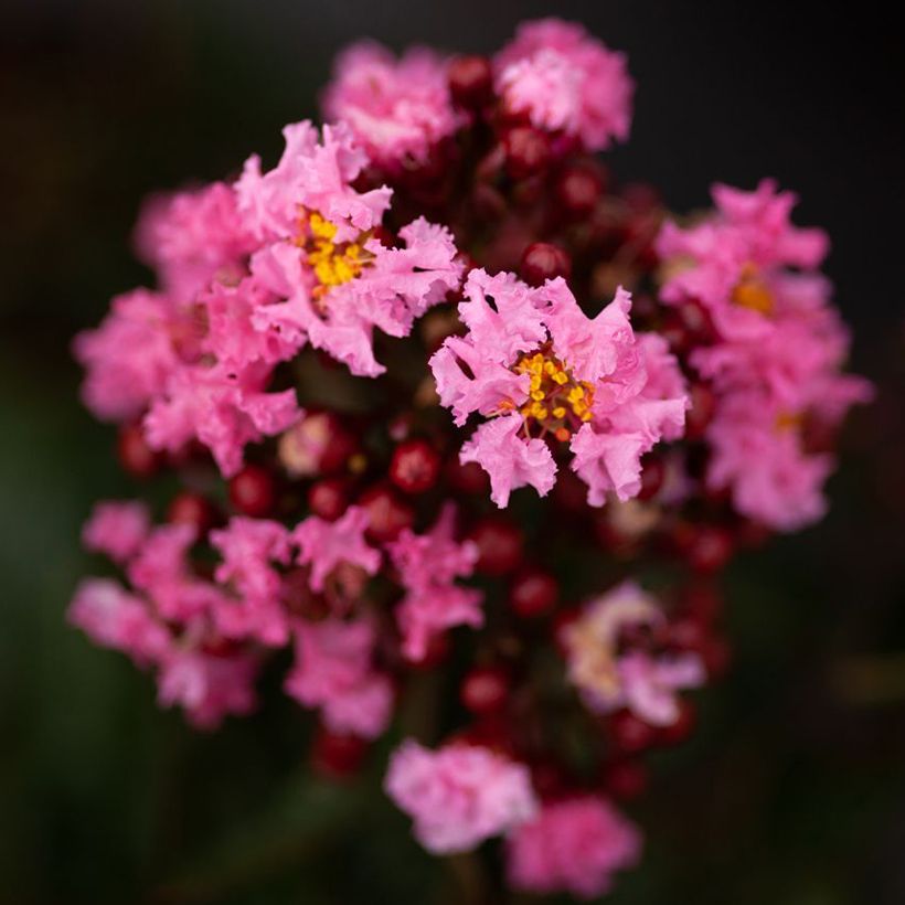 Árbol de Júpiter Enduring Pink - Lagerstroemia indica (Floración)