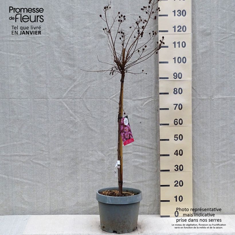 Lilas des Indes - Lagerstroemia indica Eveline Pot de  7.5L/10L Ejemplar entregado en invierno