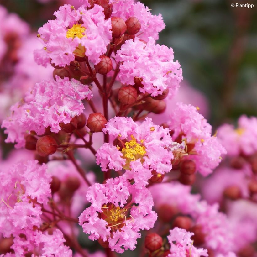 Árbol de Júpiter Eveline - Lagerstroemia indica (Floración)