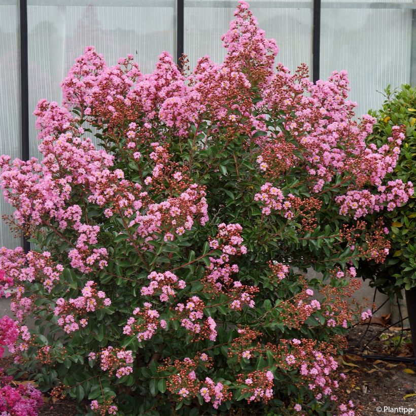 Árbol de Júpiter Eveline - Lagerstroemia indica (Porte)