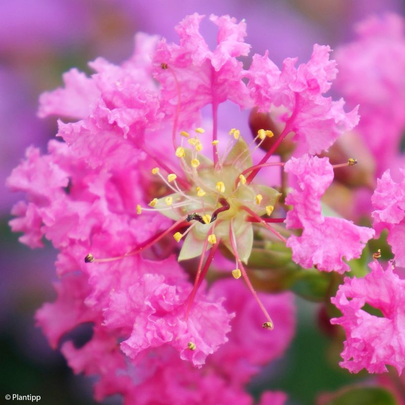 Árbol de Júpiter Girl With Love - Lagerstroemia indica (Floración)