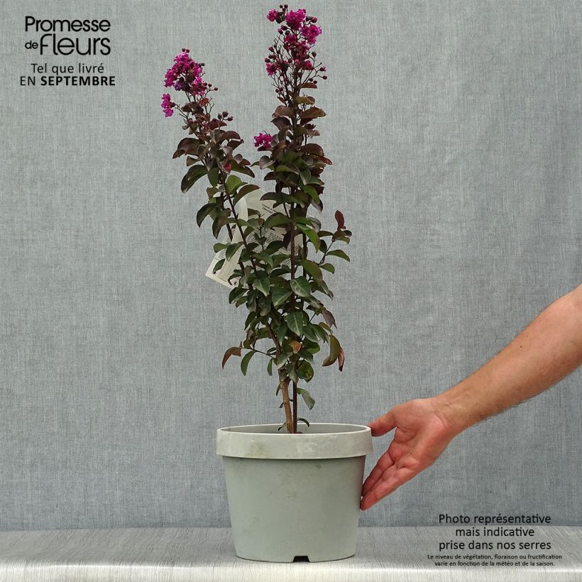 Ejemplar de Lilas des Indes - Lagerstroemia indica Rhapsody In Blue Pot de 7.5L/10L entregado en otoño