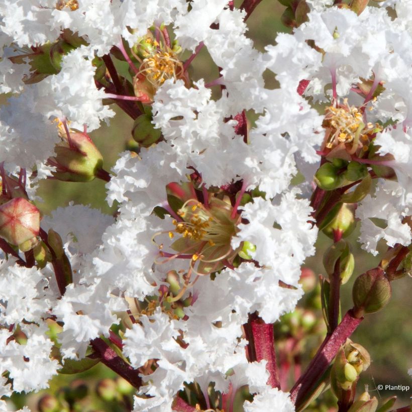 Árbol de Júpiter Virgin With Love - Lagerstroemia indica (Floración)