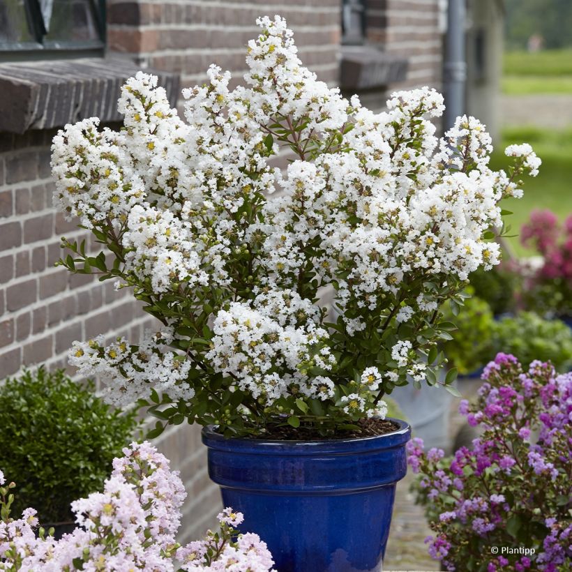 Árbol de Júpiter Virgin With Love - Lagerstroemia indica (Porte)